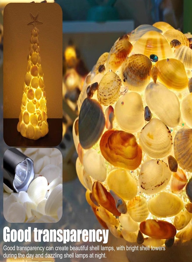 PPCLION 600 Pcs Natural Tiny Small Sea Shells White Clam Shells for DIY Craft, Jewelry Making, Home Decor, Vase Fillers - Image 5
